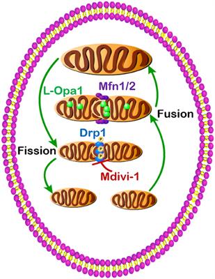 Dysregulated Mitochondrial Dynamics and Metabolism in Obesity, Diabetes, and Cancer